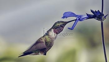 创造人类的奥秘。